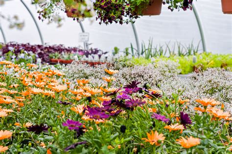 .gifts offers free weekday delivery of gifts and flowers to inpatients and staff at the university of iowa hospitals & clinics and stead family children's hospital. Garden Center Gallery | Forever Green-Iowa City-Coralville ...
