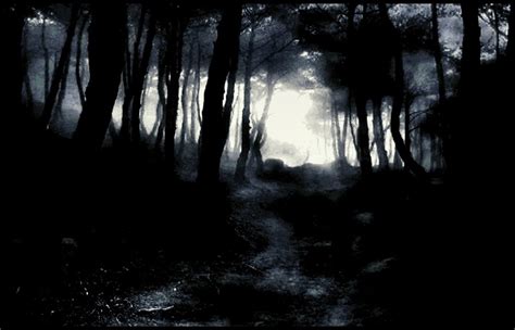 Light And Darknes In Forest 1st January By Eskile On
