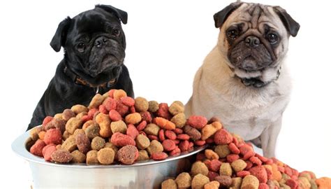You always want the very best that you can afford for your faithful friend, but at times it seems like we're overwhelmed with options. 5 Tips On How To Choose Good Dog Food - 2021 Pet Guide