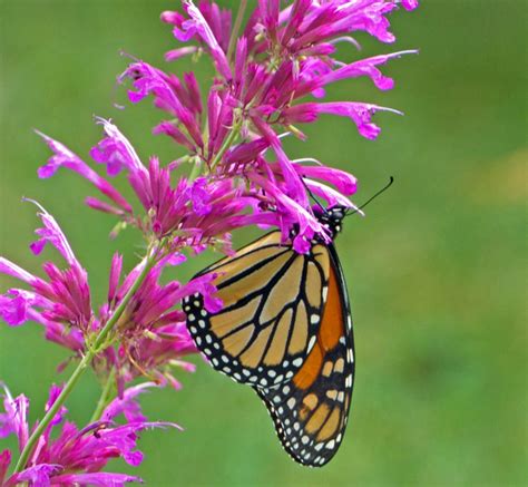 10 Flowers That Attract Monarch Butterflies Growing Organic