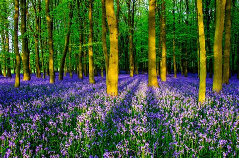 10 Best English Bluebell Woods To Visit April And May