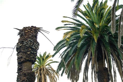 Las Palm Trees Are Dying And Its Changing The Citys Famous Skyline