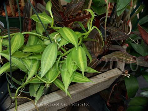 Explore more searches like variegated vanilla orchid. PlantFiles Pictures: Orchid, Variegated Vanilla Orchid ...