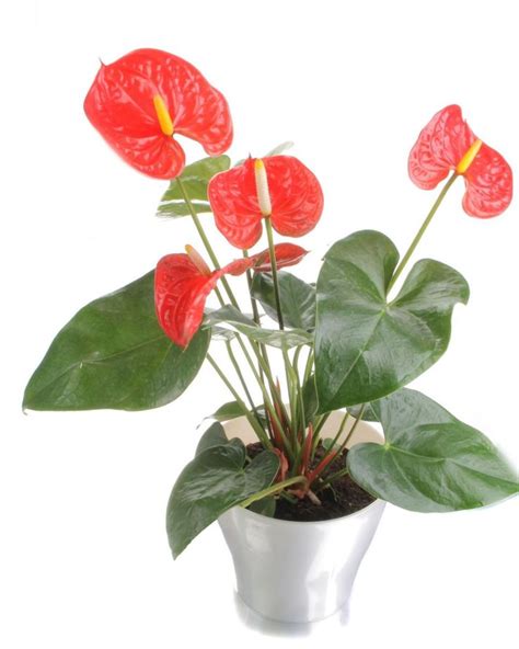 And a few together make another natural partition. Indoor Plants Low Light | Best Houseplants, Houseplant and ...