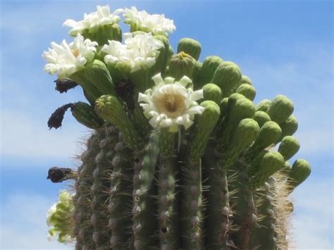 Excellent for indoor pot plants or outdoor desert garden. Giant Saguaro Cactus