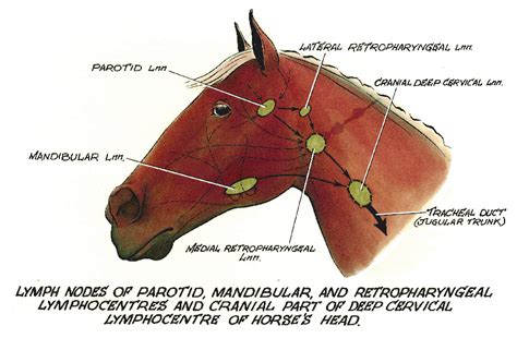Horse Health And Medical Think Like A Horse Rick Gore Horsemanship