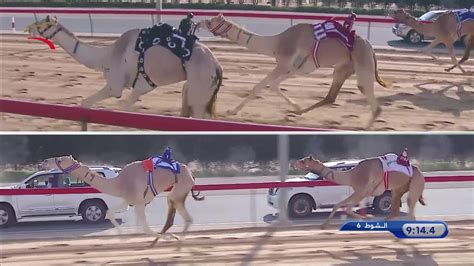 The existence of dubai camel racing club is evident that sports and camels are two of the most important elements of emirati heritage and culture. ‫سباق الثنايا للشيوخ -المرموم 1-1-2020 م ش6 الشاهينية لـ ...