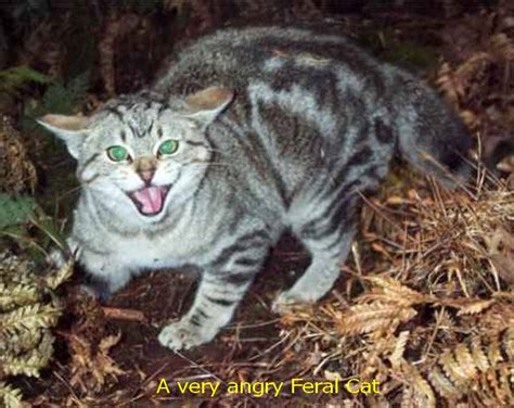 Stimulation is not necessarily next is the hiss: WILDLIFE PEST CONTROL FERAL CATS