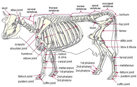 Cattle bones - anatomy | Cattle & Grass-fed Info | Pinterest | Outlines