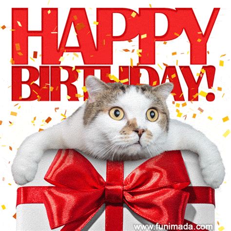 Cute And Funny Cats Animated Happy Birthday  Images Download On