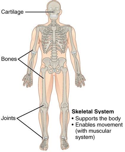 Gives the body its shape and protects organs. 11 Organ Systems | Their Important Functions in Human Body