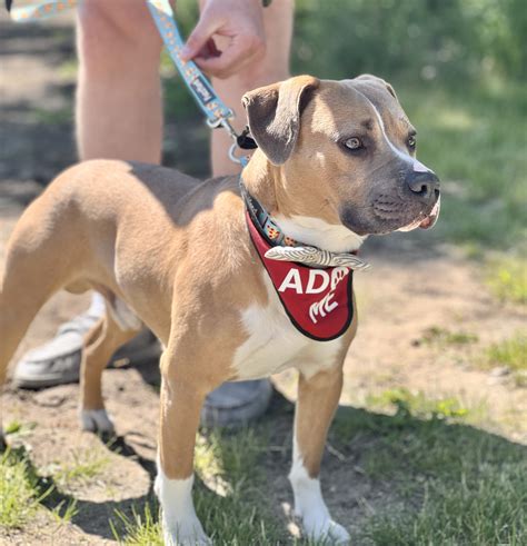 Areo (Foster) — Pound Buddies