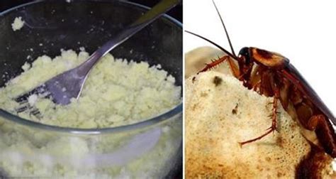 Roaches love them because of the tight spaces they can cozy. HOW TO EFFECTIVELY KILL EVERY COCKROACHES IN YOUR HOUSE ...
