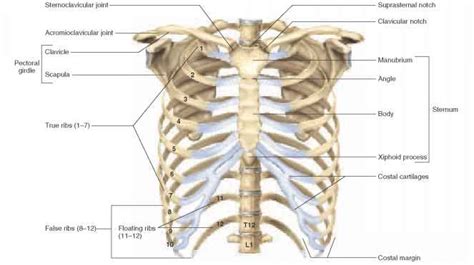 Viewmedica stock art rib cage and thoracic vertebrae with. The Thoracic Cage - Unity Companies - RR School Of Nursing