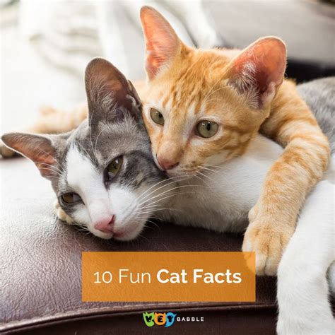 10 Fun Facts You Might Not Know About Cats Vetbabble Cat Facts
