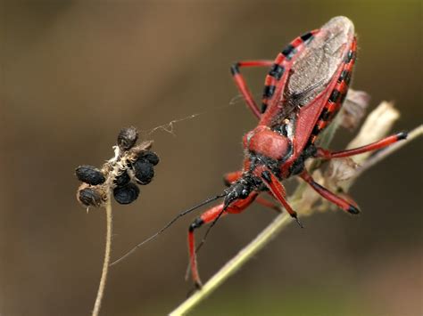 Lista Gatunków Hemiptera Insektarium