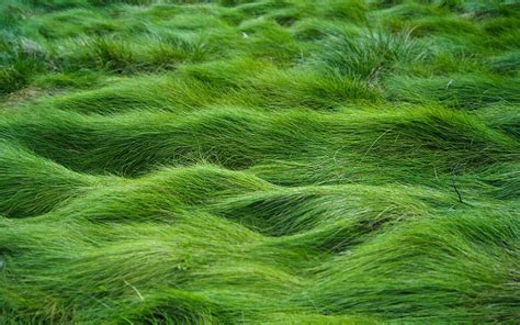 Green Grass Wallpaper Wallpapersafari