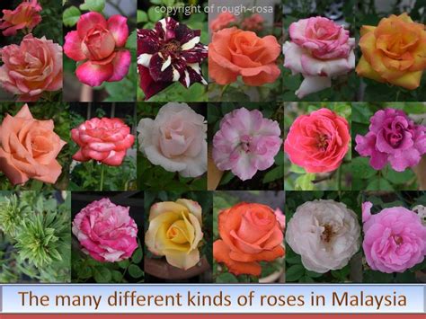 S., imai, a., tagami, k., sugiyama, m., furui, t., and tamaya, t. Rosa Sifu - Si Pencinta Bunga Mawar: How many different ...