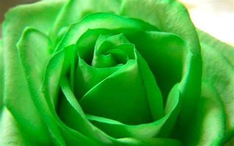 Green Rose Wallpapers Pictures Images