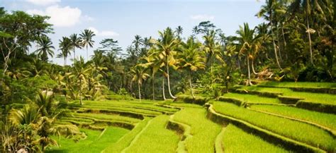 Best Places to Eat in Ubud: 13 Restaurants You Can't Miss | Hoponworld
