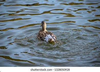 Water Off A Ducks Back Images Stock Photos D Objects Vectors