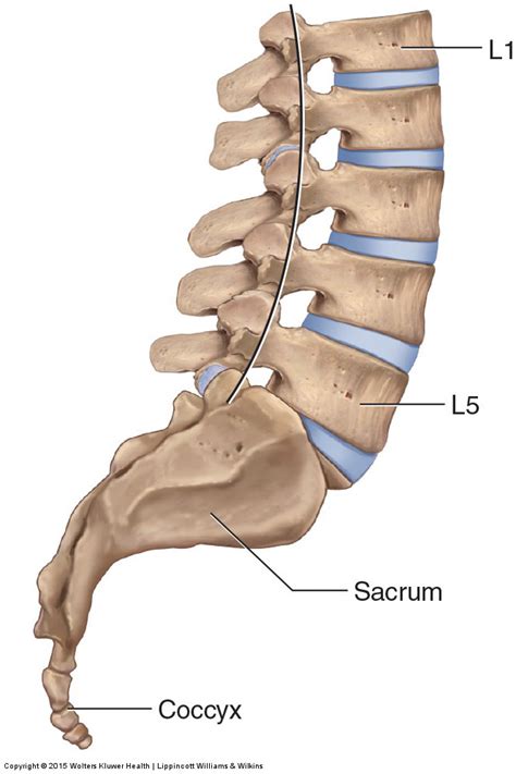Lumbar Spine Tutorials