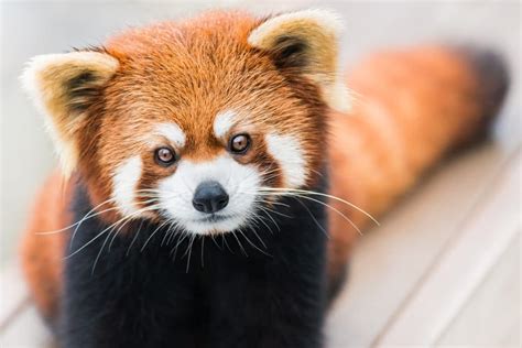 Panda Roux 5 Choses à Savoir Sur Cet Animal Vraiment Trop Mignon