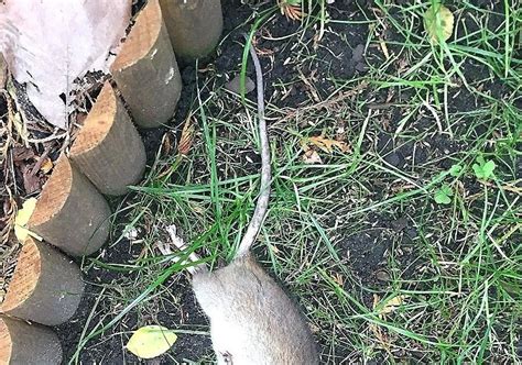 Ratten im garten vertreiben funktioniert am besten durch das legen von fallen. Ratten Im Garten - Ratten Vertreiben Neubefall Verhindern ...