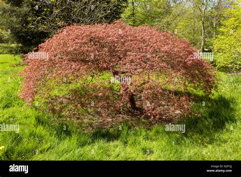 Japanese Maple Tree Acer Palmatum Viridis Stock Photo Alamy