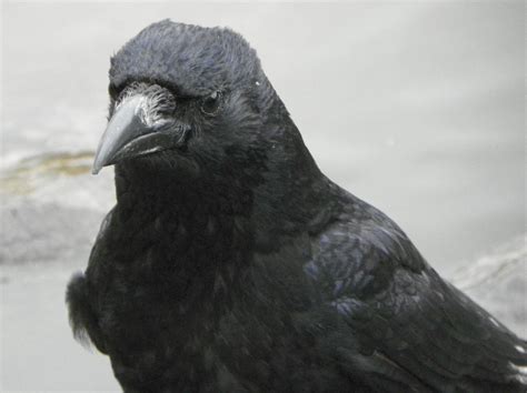 Filecarrion Crow Aka Corvus Corone Wikimedia Commons