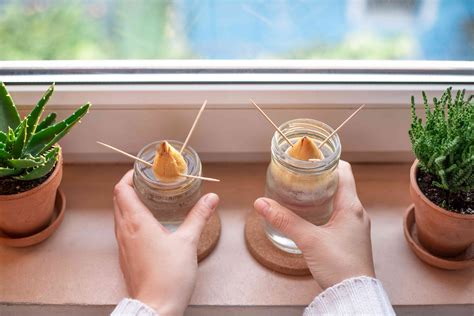 Here are detailed instructions for how to root and plant a tree from an avocado pit. 9 Ways to Use an Avocado Pit