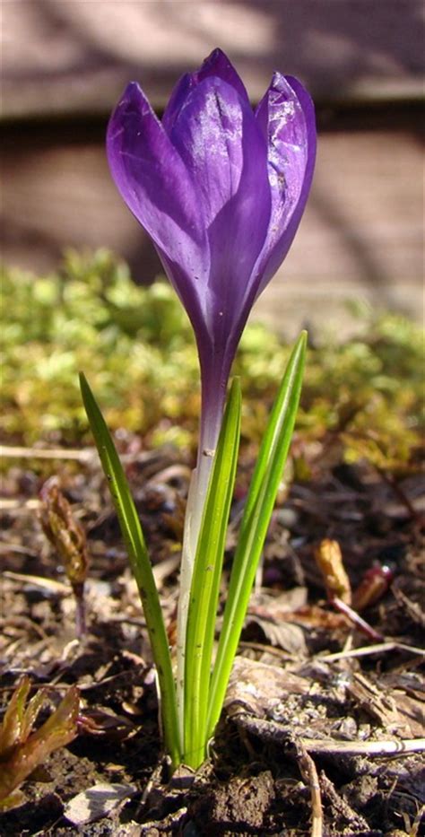 Gardening advice on spring and autumn crocus. How To Grow Crocus