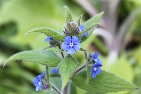 We did not find results for: Blue Flower / Weed? | seren du | Flickr