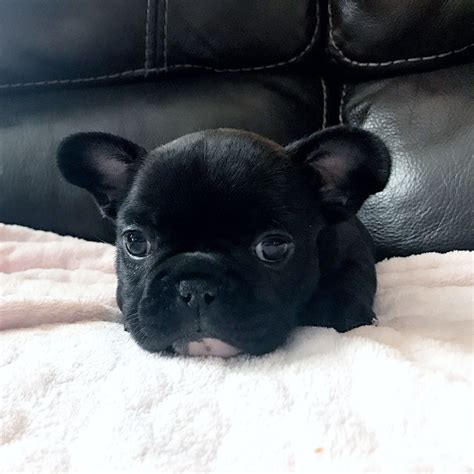 French bulldog puppy. | Cute animals, Cute puppies, Puppies