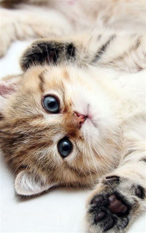 Galaxy Note Hd Wallpapers Cute Kitten Blue Eyes Galaxy