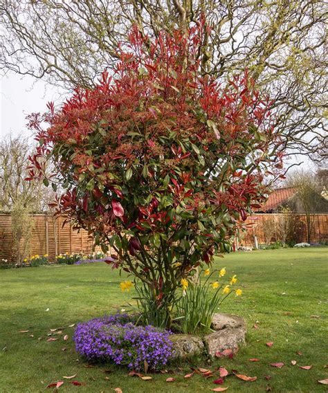 Best Trees For Small Gardens 11 Top Picks For Less Than Large Plots