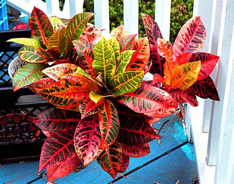 Croton uses, care, and maintenance. Codiaeum variegatum - CrotonOnline Garden Design
