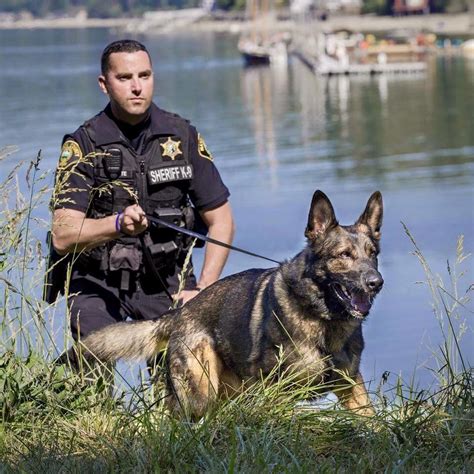 Pinterest Police K9 Working Dogs Police Dogs