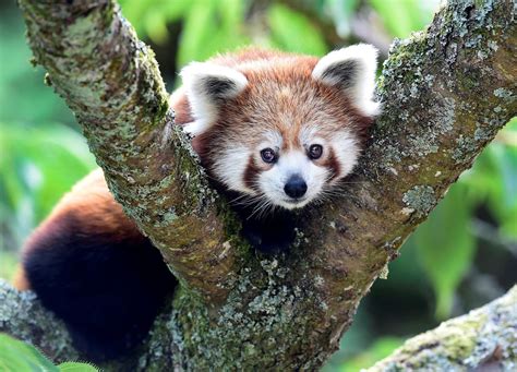 Dna Can Save This Amazing Creature Red Pandas Offers Lessons On