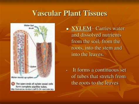 Ppt Vascular Plants Powerpoint Presentation Free Download Id88198