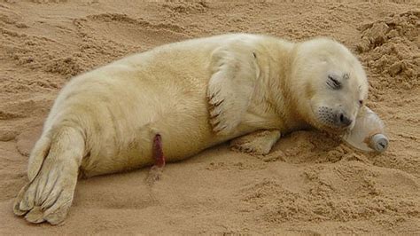 Petition · Save The Seals Australia ·