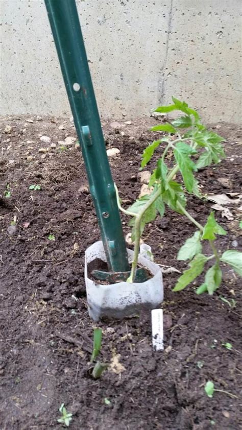 Staking And Suckering Tomato Plants Rotary Botanical Gardens