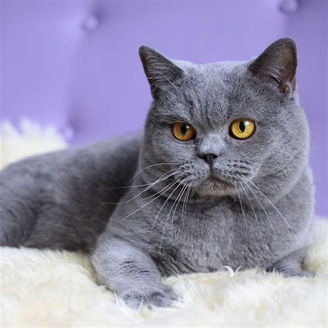Ingin memelihara kucing british shorthair? 10 Jenis Kucing Termahal di Dunia - Aneka Top 10