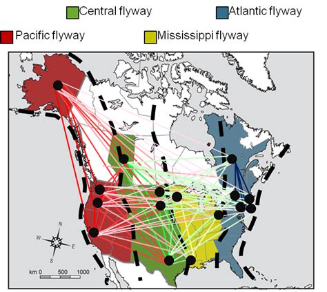 Movement Of Avian Influenza Virus Among Bird Migration