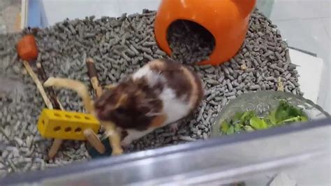 Pitaya Calico Syrian Hamster With Dehydrated Pig Tendon Youtube