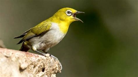 √ 7 Jenis Burung Kecil Pengicau yang Merdu (+Gambarnya)