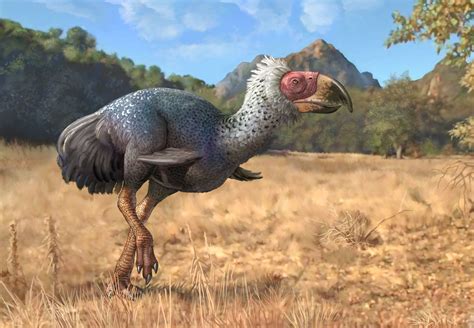 Titanis Prehistoric Bird Facts And Figures