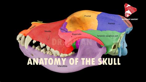 Anatomy Of The Canine Skull Youtube