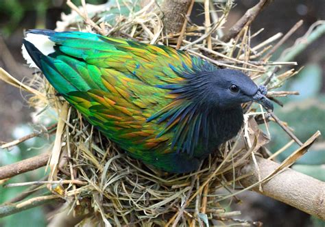 Andaman And Nicobar Islands Endemic Birds Bubo Birding