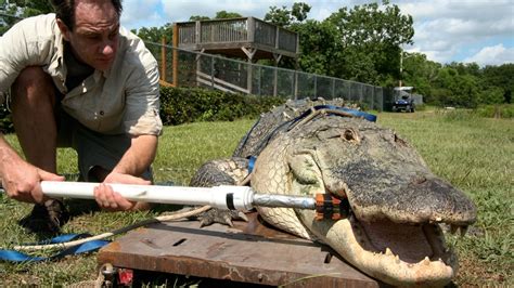 Crocodiles Have Strongest Bite Ever Measured Hands On Tests Show